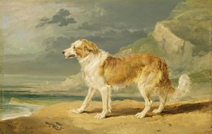 Rough-coated Collie